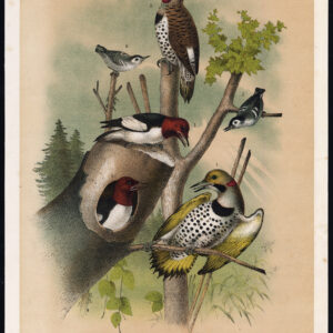 Gouden Specker Rood Kop Zwart Gekopte Nuthatch Jaspis 1878