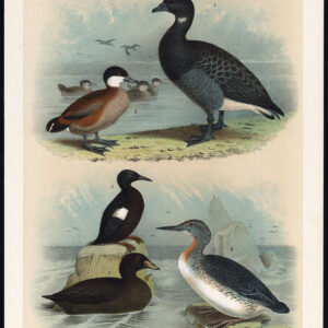 Brant Gans Ruddy Eend Scoter Red Throated Diver Jaspis 1878