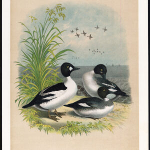 Goldeneye Eend Whistler Jasper 1878