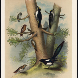 Specker Chickadee Mees Crossbill Creeper Magpie Jaspis 1878