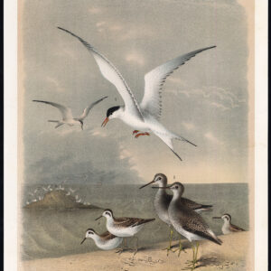 Grote Stern Sandpiper Gele Shanked Snipe Jaspis 1878
