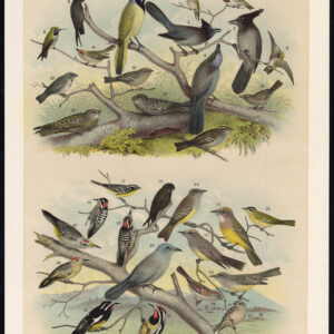 Humminbird Jay Schoorsteen Swift Cape Specht Bunting Jaspis 1878