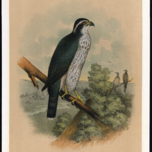 As Gekleurde Hawk Zwarte Kap Roofvogel Jaspis 1878
