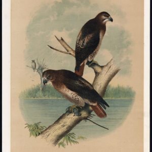 Red Tailed Hawk Roofvogel Jaspis 1878