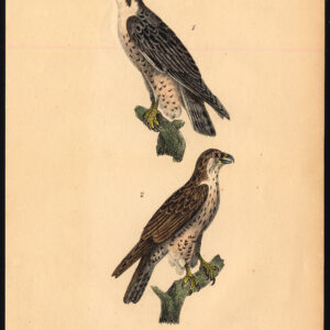 Haggard Falcon Roofvogel Buffon Burggraaff 1828