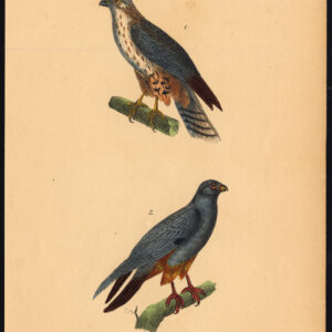 Red Footed Falcon Roofvogel Buffon Burggraaff 1828