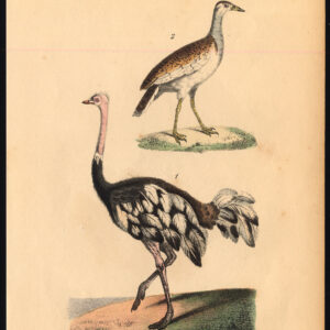 Struisvogel Bustard Buffon Burggraaff 1828