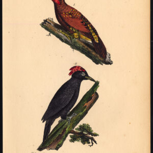 Kastanje Specker Zwart Buffon Burggraaff 1828