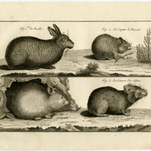 Antieke prent-HAAS-KONIJN-KNaagdier-PL. 63-Bonnaterre-Benard-c. 1790