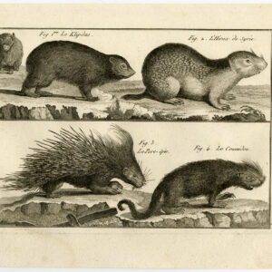 Antieke prent-ROCK HYRAX-BRAZILIAANSE STEKELvarken-Knaagdier-64-Bonnaterre-Benard-c. 1790