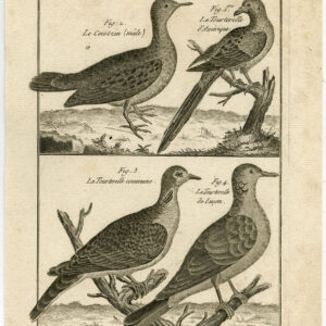 Duif Amerikaanse Turtle Dove Gewone 81 Bonnaterre Benard C. 1790