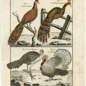 Pauw Turkije Fazant Peacock Pl. 83 Bannaterre Benard C. 1790