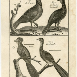 BraziliëIaanse Turkije Marail Guan Fowl Pl. 84 Bannaterre Benard C. 1790