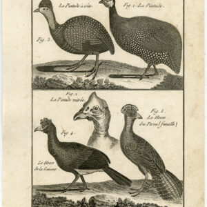 Guineafowl Helmeted Curassow Pl. 85 Bannaterre Benard C. 1790