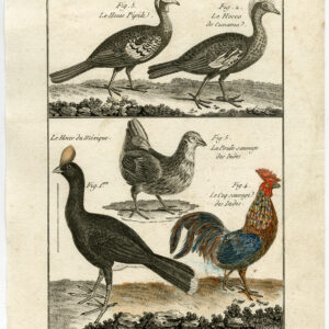 Kip Kip Haan Curassow Pl. 86 Bannaterre Benard C. 1790