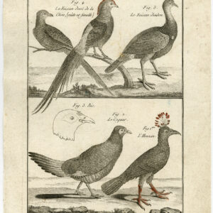 Wildfowl Gouden Fazant Hoatzin Pl. 88 Bannaterre Benard C. 1790