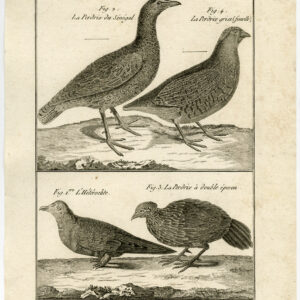 Wildfowl Grey Patrijs Francolin Pl. 93 Bannaterre Benard C. 1790
