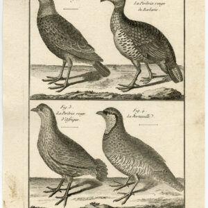 Gamebird Rock Patrijs Barbary Pl. 94 Bannaterre Benard C. 1790