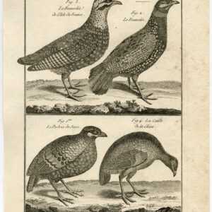Gamebird King Quail Francolin Pl. 95 Bonnaterre Benard C. 1790
