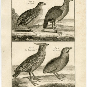 Gamebird Gewone Quail Pl. 96 Bannaterre Benard C. 1790