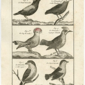 Cock Of The Rock Manakin Pl. 99 Bannaterre Benard C. 1790