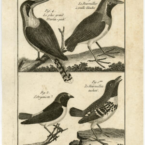 Giant Kingfisher Euphonia Pl. 100 Bannaterre Benard C. 1790