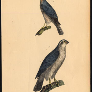 Sparrowhawk Goshawk Roofvogel Buffon Burggraaff 1828