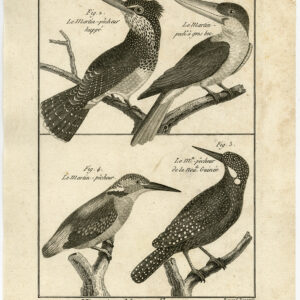 Gevaarlijke Kingfisher Malachite Pl. 101 Bannaterre Benard C. 1790