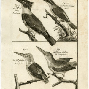 Madagascar Kingfisher Belted Pl. 102 Bannaterre Benard C. 1790