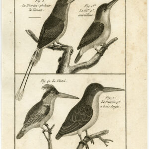 Ternate Kingfisher Vintsi Pl. 103 Bannaterre Benard C. 1790