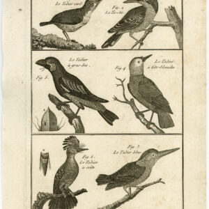 Brede Gefactureerde Tody Tic Tic Pl. 104 Bannaterre Benard C. 1790