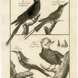 Blauwe Throated Bee Eater Tody Pl. 105 Bannaterre Benard C. 1790