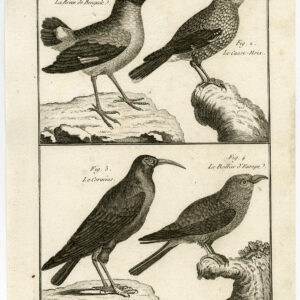 Europese Roller Nutcracker Coracias 140 Bonnaterre Benard C. 1790