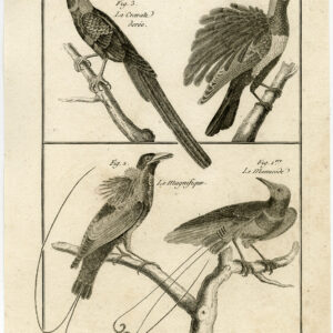 Paradijsvogel Manucode Pl. 143 Bonnaterre Benard C. 1790