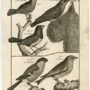 Bullfinch Greenfinch Weaver Bird Pl. 149 Bonnaterre Benard C. 1790