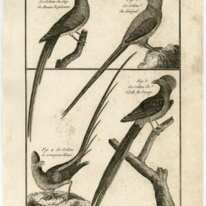 Mousebird Coliou Pl. 151 Bannaterre Benard C. 1790