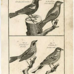 Ortolan Bunting Bruant Bird Pl. 153 Bannaterre Benard C. 1790