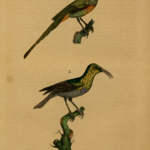 Hummingbird Soui Manga A Collier Buffon Burggraaff 1828