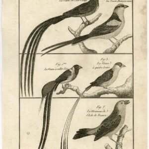 Paradijs Whydah Pin Tailed Sparrow 154 Bonnaterre Benard C. 1790