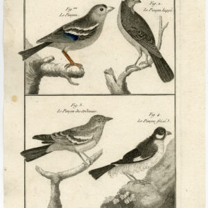 Kaffinch Pinson Bird Pl. 159 Bonnaterre Benard C. 1790