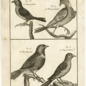 Pytilia Finch Pinson Bird Pl. 160 Bannaterre Benard C. 1790