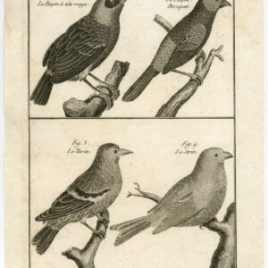 Kanarije Siskin Finch Pinson Bird Pl. 162 Bannaterre Benard C. 1790