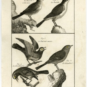Dunnock Sparow Warbler Bird Pl. 114 Bannaterre Benard C. 1790