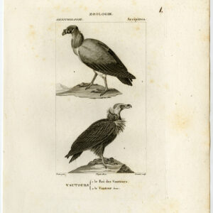 King Gier Bruin Roofvogels Plaat 1 Pretre Coutant 1816