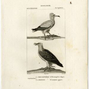 Baardgier Egyptische Roofvogels Plaat 2 Pretre Coutant 1816