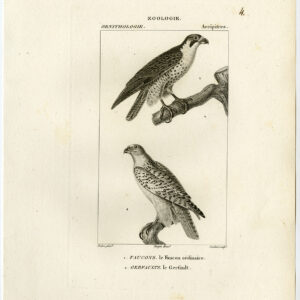 Gyrfalcon Gerfalcon Roofvogels Plaat 4 Pretre Coutant 1816