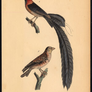 Angolaanse Indigobird Grande Veuve Buffon Burggraaff 1828