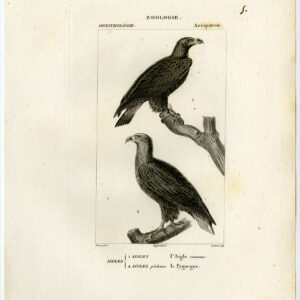 Zeeagle Gewone Roofvogels Plaat 5 Pretre Coutant 1816