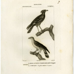 Long Crested Adelaar Goshawk Roofvogels Pl. 7 Pretre Coutant 1816