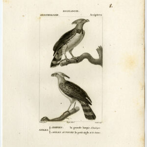 Amerikaanse Harpy Adelaar Roofvogels Plaat 8 Pretre Coutant 1816